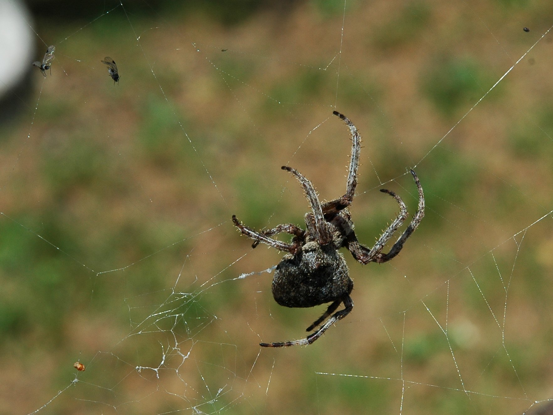 Araneus angulatus - Monte Barro (LC)